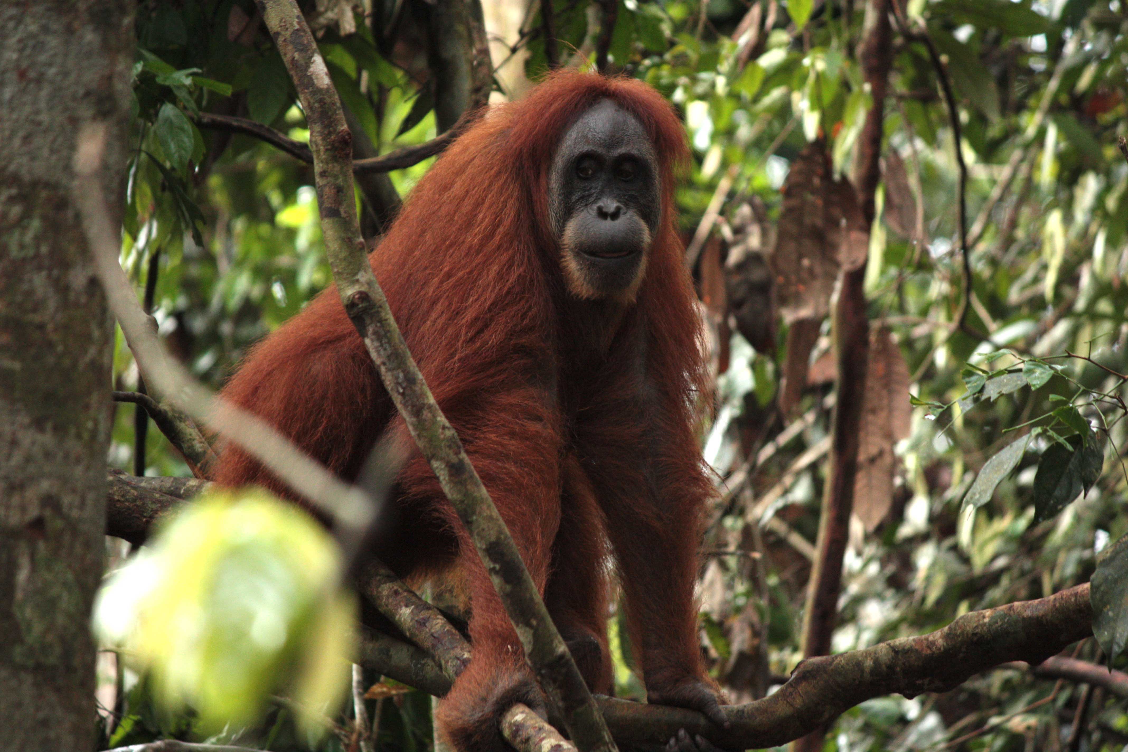 The Sumatran Orangutan Society Archives - Charity Challenge Blog