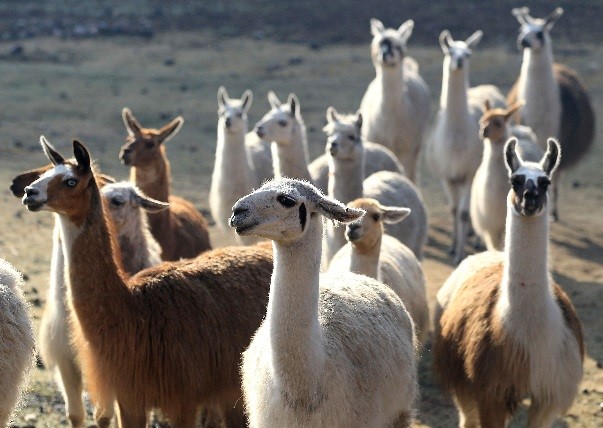 llamas