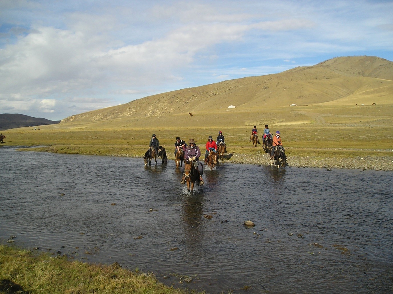 mongolian horses