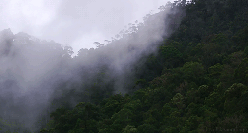 rainforest 1