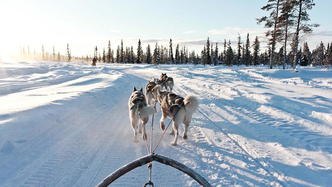 Dog sledding, Sweden