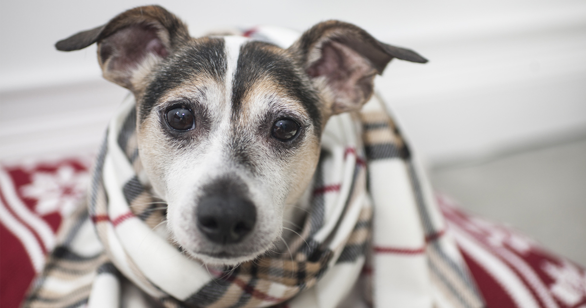 dog in Christmas scarf for fundraising tips