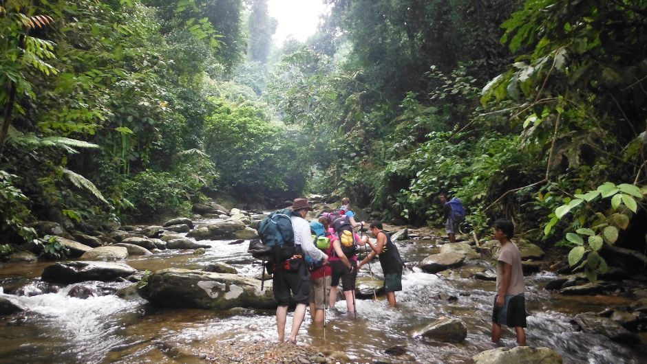 sumatra jungle challenge and spot wild sumatran orangutans