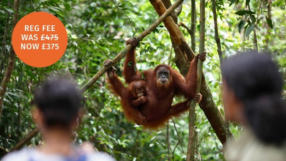 a mother and baby orangutan hanging from a tree in Sumatra, Indonesia