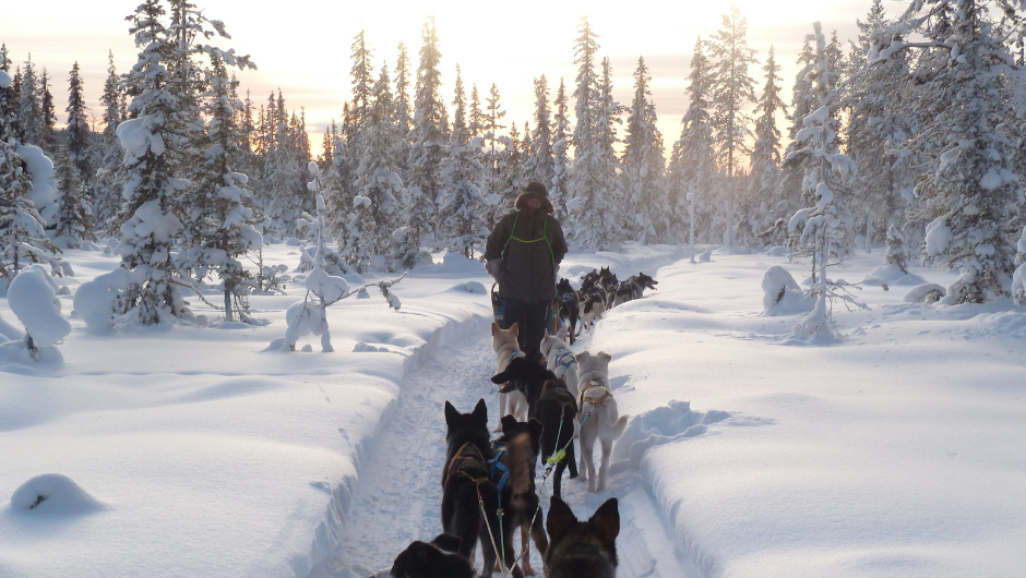 A line of huskies paving a way through a thick blanket of white snow, through a forest of snow-capped trees in Sweden.