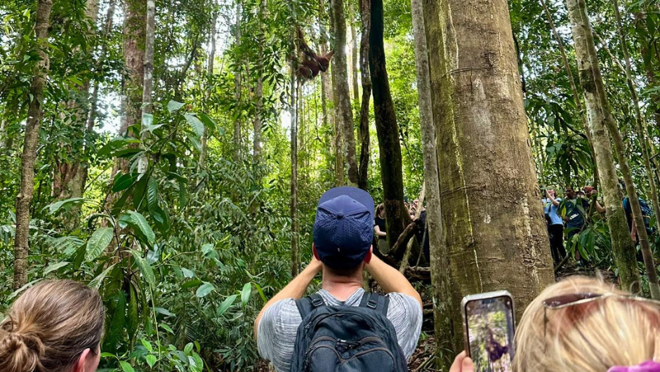People taking photos of a Sumatran Orangutan in the wild, during the Sumatra Jungle Challenge with Charity Challenge.