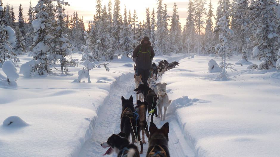 A team of huskies pulling a sled along a deep snowy path, surrounded by snowy trees against a warm morning sky.