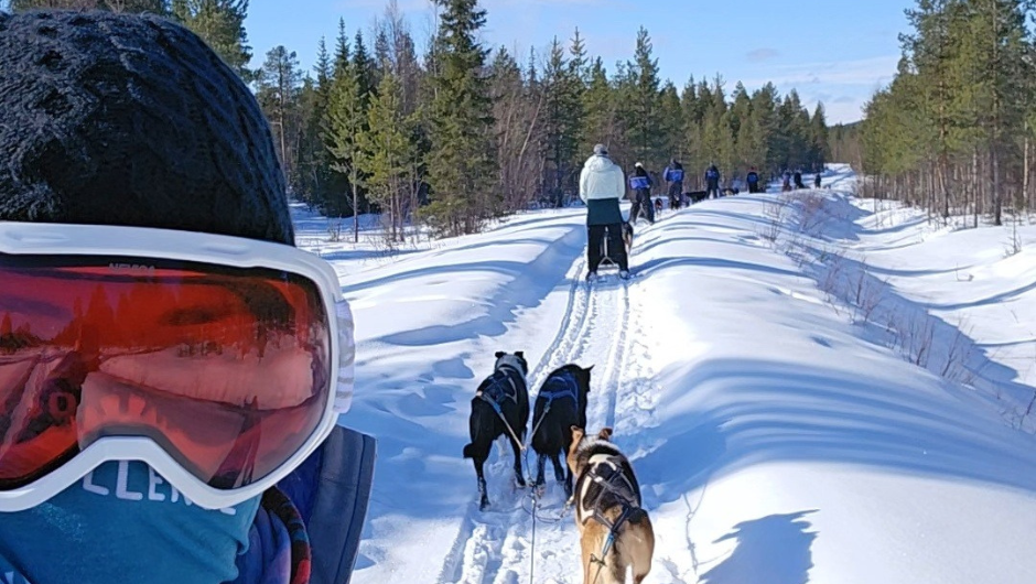 A line of people leading dog sleds through a snowy trail and forest in sweden, lapland.