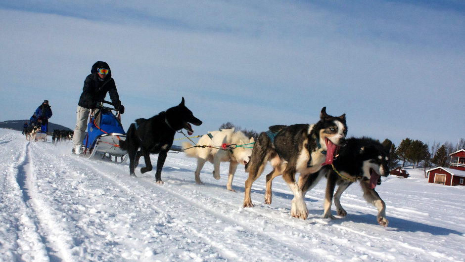 A person leading a sled of 4 huskies through the snow in Lapland, Sweden.