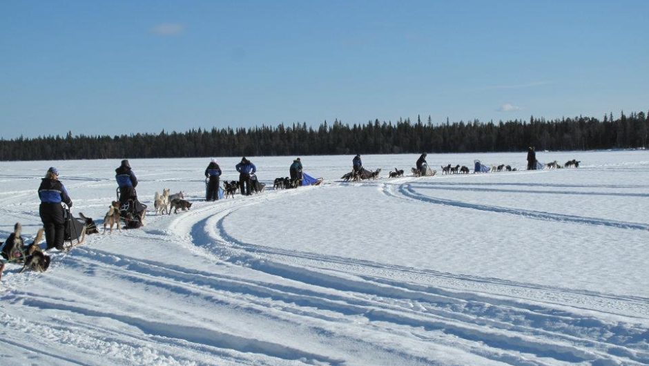 A line of people leading huskies on sleds, across a vast snowy trail with a forest in the background.