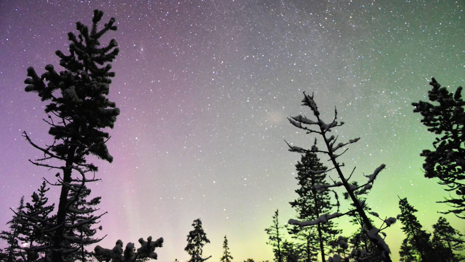 The purple and green hues of the Northern Lights in Lapland, Sweden, silhouetted against snow-clad trees.
