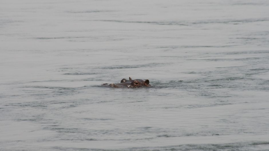 A Hippos head popping up out of some still river water.